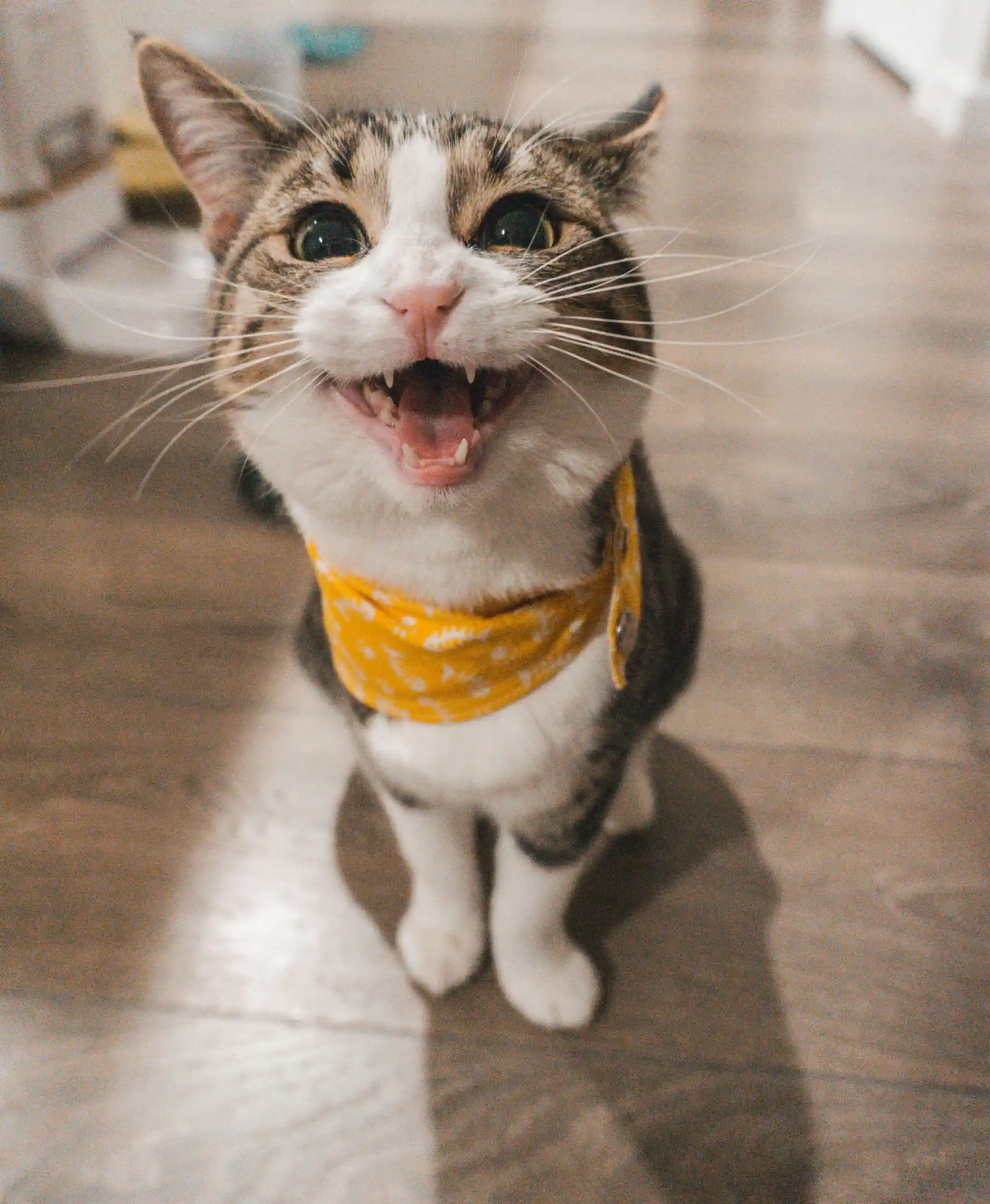 Pati Gönüllüleri gönüllüleri