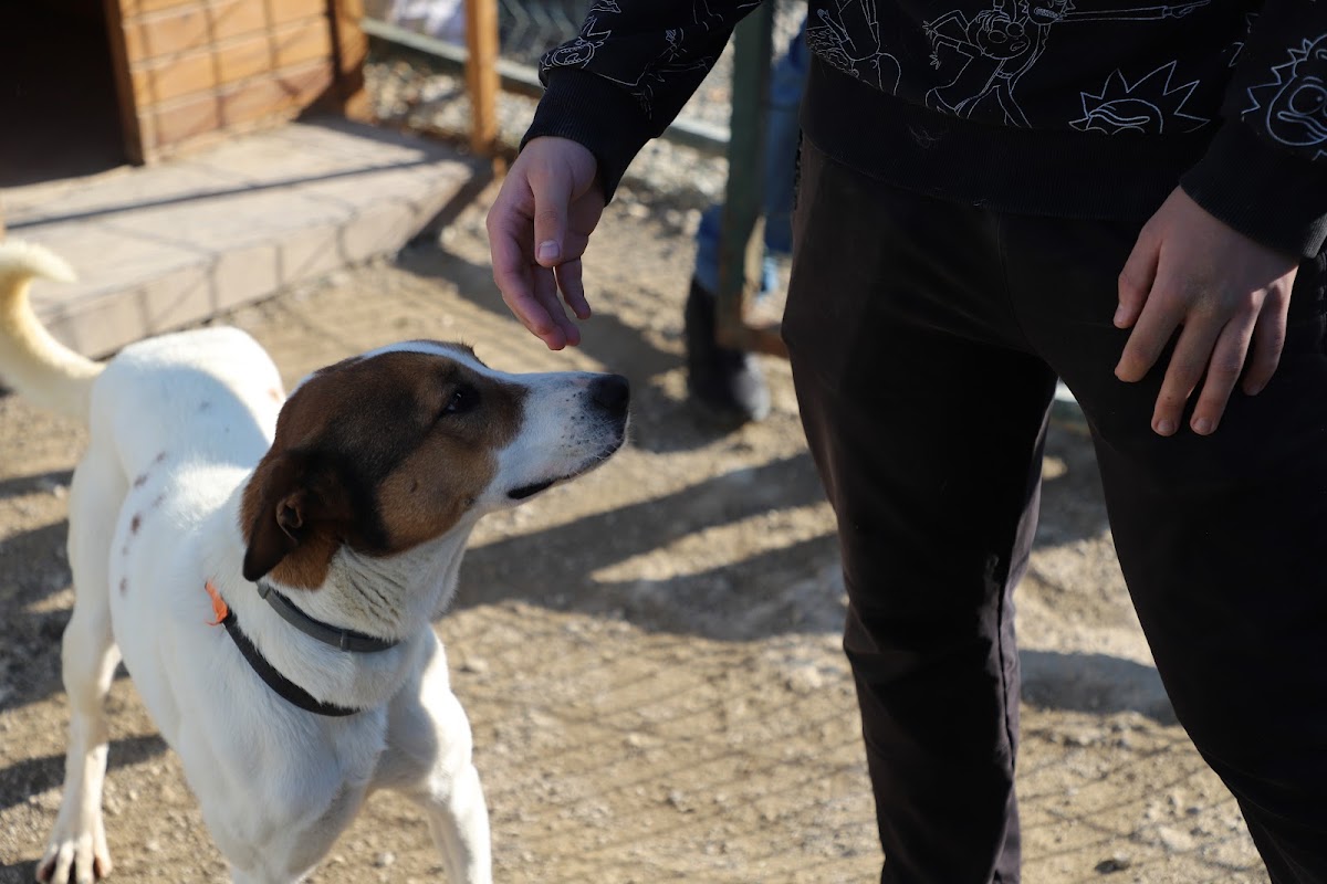 Pati Gönüllüleri gönüllüleri